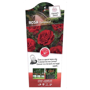 (05) ROSA 'EUROPEANA' C3RP - afbeelding 4