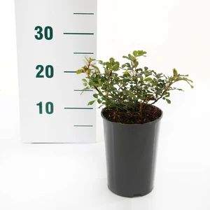 (05)  ROSA 'FAIRY KING'® C2RP - afbeelding 3