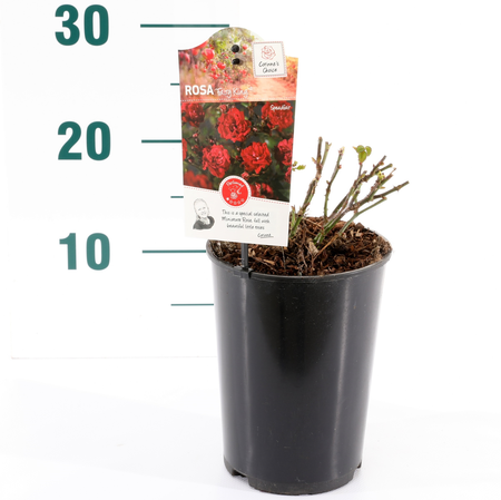 (05)  ROSA 'FAIRY KING'® C2RP - afbeelding 2