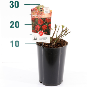 (05)  ROSA 'FAIRY KING'® C2RP - afbeelding 2