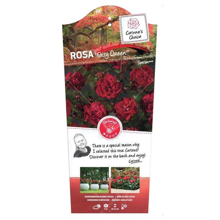 (05)  ROSA 'FAIRY QUEEN'® C3RP - afbeelding 1