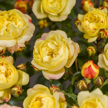 (05)  ROSA 'LAMPION'® C3RP - afbeelding 6