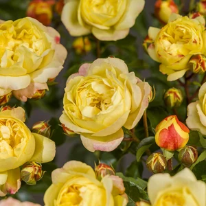 (05)  ROSA 'LAMPION'® C3RP - afbeelding 6