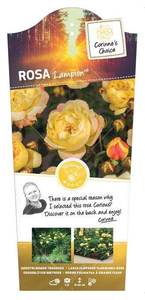 (05) ROSA 'LAMPION'® C3RP - afbeelding 6