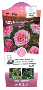 (05) ROSA 'LEONARDO DA VINCI'® C3RP - afbeelding 2