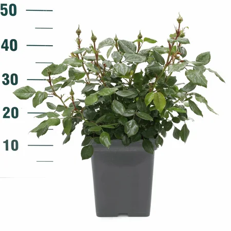 Rosa Maleica – Warmroze, bossige groei - afbeelding 3