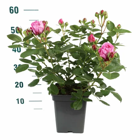 Rosa Maleica – Warmroze, bossige groei - afbeelding 4