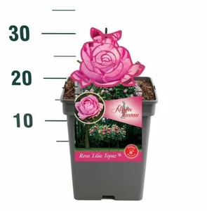 Rosa Maleica – Warmroze, bossige groei - afbeelding 1