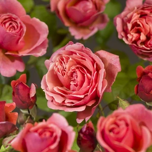 (05)  ROSA 'LINE RENAUD'® C3RP - afbeelding 5