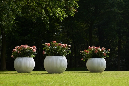 (05)  ROSA 'LINE RENAUD'® C3RP - afbeelding 3