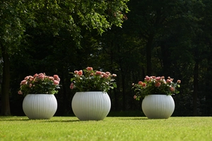 (05)  ROSA 'LINE RENAUD'® C3RP - afbeelding 3