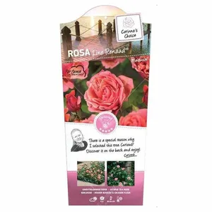 (05) ROSA 'LINE RENAUD'® C3RP - afbeelding 5
