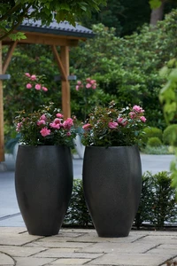 (05)  ROSA 'LINE RENAUD'® C3RP - afbeelding 4