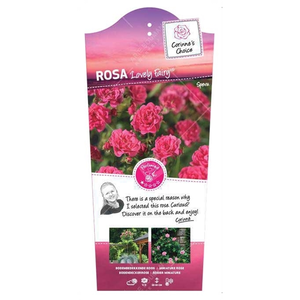 (05)  ROSA 'LOVELY FAIRY'® C3RP - afbeelding 1