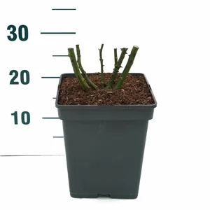 Rosa Manora – Geel met zachtoranje, robuust - afbeelding 2
