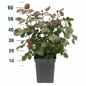 Rosa Manora – Geel met zachtoranje, robuust - afbeelding 3