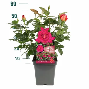 Rosa Manora – Geel met zachtoranje, robuust - afbeelding 4