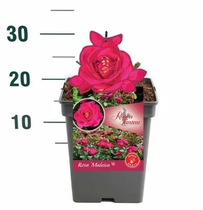 Rosa Manora – Geel met zachtoranje, robuust - afbeelding 4