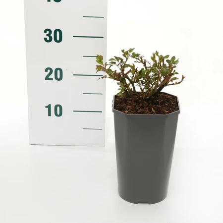 Rosa 'Melrose' C3Rp - afbeelding 2
