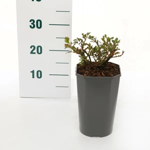 Rosa 'Melrose' C3Rp - afbeelding 2