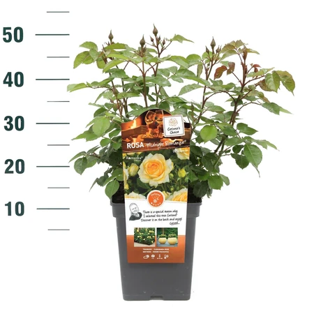 Rosa Midnight Romanza – Diep bordeauxrood, geurend