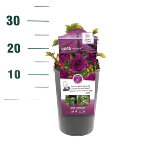 Rosa 'Minerva' C3Rp - afbeelding 2