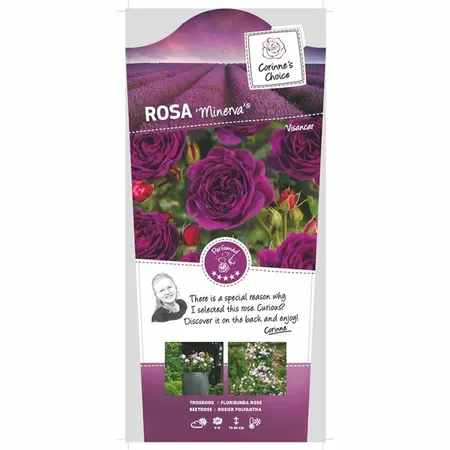Rosa 'Minerva' C3Rp - afbeelding 1
