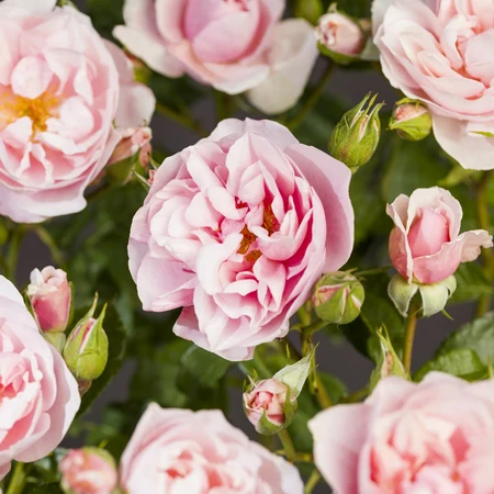 (05)  ROSA 'NATASHA RICHARDSON'® C3RP - afbeelding 5