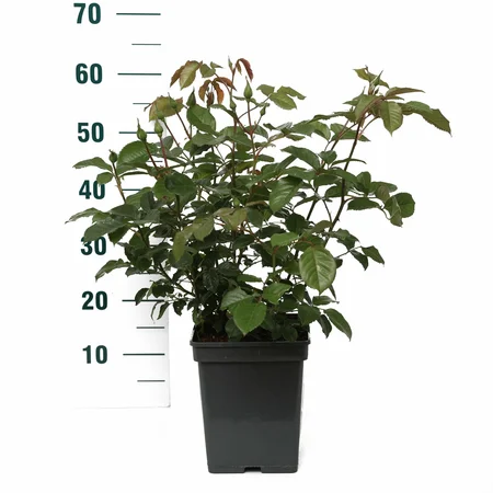 (05)  ROSA 'NATASHA RICHARDSON'® C3RP - afbeelding 2