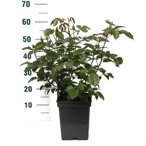 Rosa 'Natasha Richardson' C3Rp - afbeelding 2
