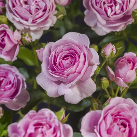 (05)  ROSA 'NAUTICA'® C3RP - afbeelding 4
