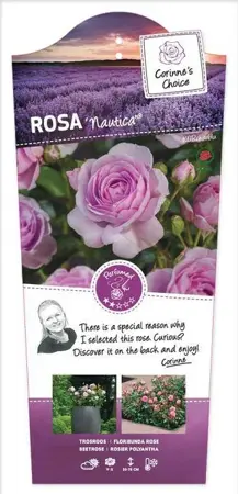 (05)  ROSA 'NAUTICA'® C3RP - afbeelding 1