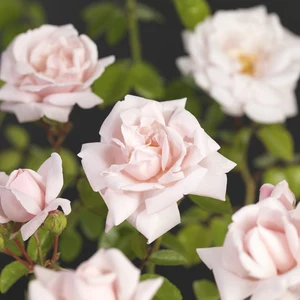 (05)  ROSA 'NEW DAWN' C3RP - afbeelding 3