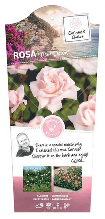 (05)  ROSA 'NEW DAWN' C3RP - afbeelding 1