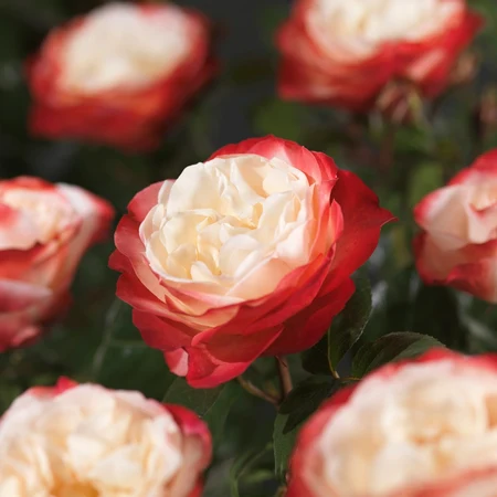 (05)  ROSA 'NOSTALGIE'® C3RP - afbeelding 4
