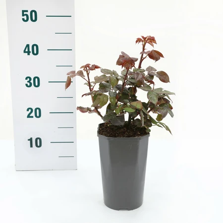 (05)  ROSA 'NOSTALGIE'® C3RP - afbeelding 2