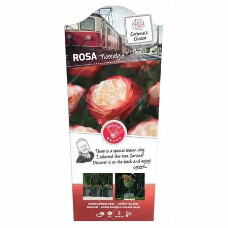 (05)  ROSA 'NOSTALGIE'® C3RP - afbeelding 1