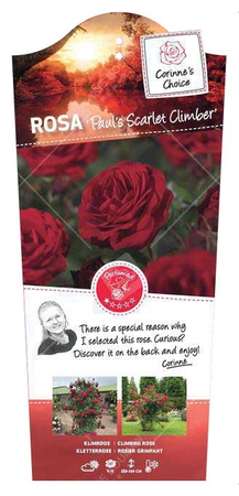 (05)  ROSA 'PAUL'S SCARLET CLIMBER' C3RP - afbeelding 1
