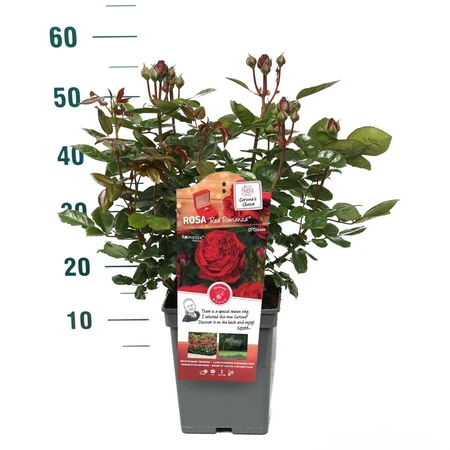 Rosa Red Romanza – Helderrood, rijke bloei