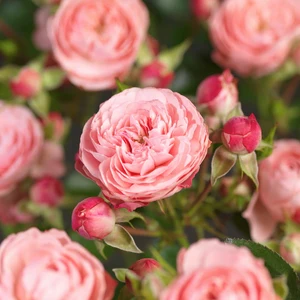 (05)  ROSA 'ROSE MEILOVE'® C3RP - afbeelding 3