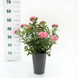 Rosa 'Rose Meilove' C3Rp - afbeelding 2