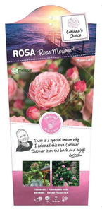 Rosa 'Rose Meilove' C3Rp - afbeelding 4
