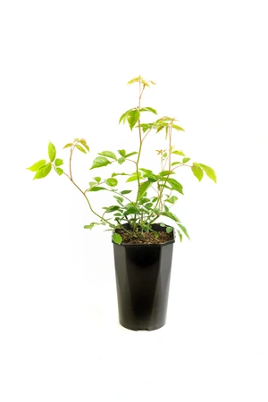 Rosa Sweet Romanza – Zachtroze, compacte bloei