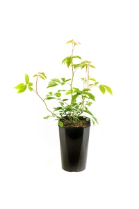Rosa Sweet Romanza – Zachtroze, compacte bloei