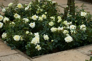 (05)  ROSA 'SNÖVIT' C3RP - afbeelding 3