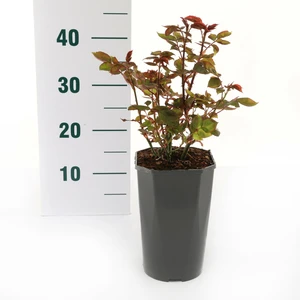 (05)  ROSA 'SUNSILK' C3RP - afbeelding 2