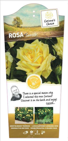 (05)  ROSA 'SUNSILK' C3RP - afbeelding 1