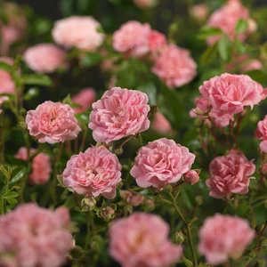 (05)  ROSA 'THE FAIRY' C3RP - afbeelding 5