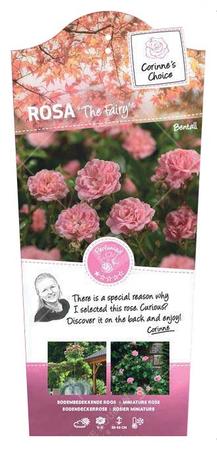 Rosa 'The Fairy' C3Rp - afbeelding 1