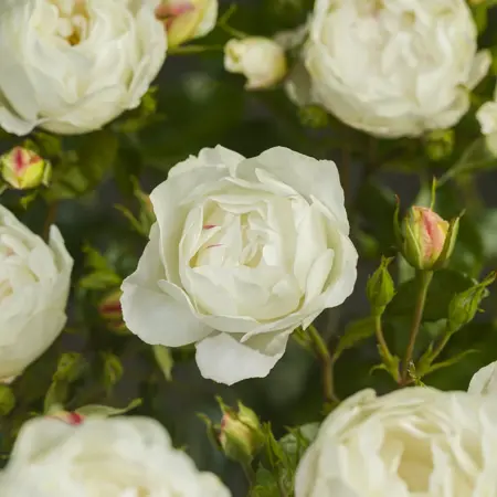 (05)  ROSA 'WEISSE WOLKE'® C3RP - afbeelding 1